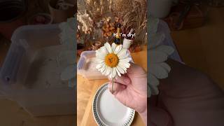 Silica gel is a great way to dry flowers while maintaining their color and shape flowers diycrafts [upl. by Ahsiakal353]