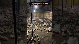 LED 💡light in poutry farm poultry poultrybusiness chicks shorts [upl. by Elram488]