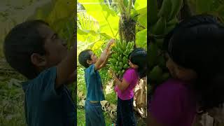 റൊബസ്റ്റ പഴത്തിന്റെ ഗുണങ്ങൾ എന്തെല്ലാം robusta banana robusta banana benefits [upl. by Isia]