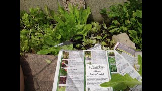 Baby oakleaf lettuce review tasting and harvest [upl. by Nnayrrehs]