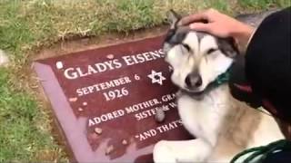 Dog Crying On Owners Grave 2016 [upl. by Daria]