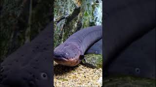 Moray Eel vs Electric Eel Happy Halloween [upl. by Llerrem976]