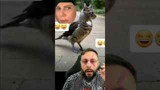 Hibrido de frango com gato Vídeo de HUMOR ANIMAL com o Biólogo Henrique [upl. by Oivat670]