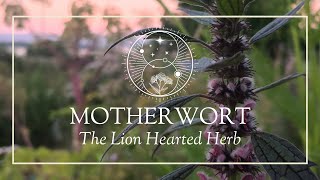 Motherwort The Lion Hearted Herb [upl. by Anastasius196]