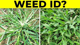 Identify Grassy Weeds in the Lawn including Dallisgrass Crabgrass Goosegrass and Bahiagrass [upl. by Araet]