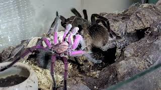 Pamphobeteus cf nigricolor Ecuador Verpaarung mating 11 2024 [upl. by Livvyy]