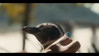 MY PENGUIN FRIEND Trailer 2024  Jean Reno  Official Teaser  Heartwarming Family Adventure [upl. by Sutphin]