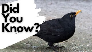 Things you need to know about BLACKBIRDS [upl. by Wildee]