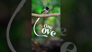 One Love  Natures Version wildlifephotography onelove wildlife navimumbai [upl. by Ellenehs]