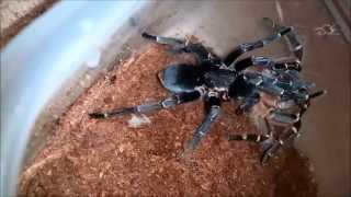 Aphonopelma seemanni breeding [upl. by Flossie]