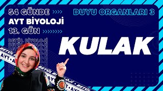 13 Kulak  Duyu Organları  11 Sınıf Biyoloji  2024 AYT Biyoloji Kampı 13 Gün [upl. by Ahsats]