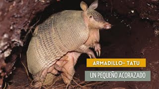 Armadillo de nueve bandas  Dasypus novemcinctus [upl. by Anjali]