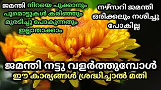 Jamanthi Plant Care amp Flowering Tips in Malayalam  ജമന്തി നിറയെ പൂക്കാൻ ശ്രദ്ധിക്കേണ്ട കാര്യങ്ങൾ [upl. by Vaientina]