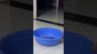 The intelligent monkey Luk voluntarily goes to do laundry cute animals family funny funnyvideo [upl. by Ossy]