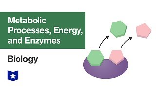 Metabolic Processes Energy and Enzymes  Biology [upl. by Fran955]