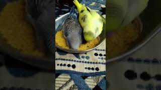 bird soft food lovebirds budiges birds lovebirdsbudgies lovesigns parrot birdslover [upl. by Aramak510]