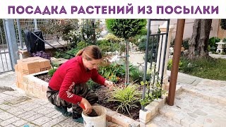 ⭐КУДА ПОСАДИЛА НОВЫЕ 🌺 РАСТЕНИЯ ИЗ ПОСЫЛКИ I будет в клумбах красота [upl. by Hoang768]