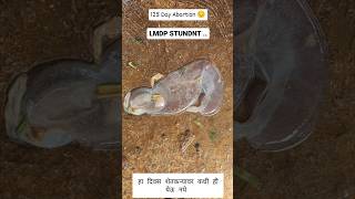 Abortion in 125 days 💯🐄 cow animaldoctor दूध [upl. by Sanalda]