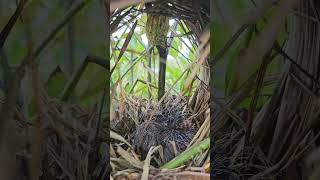 Greater coucal birds [upl. by Ives168]