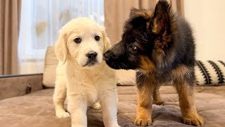 German Shepherd Puppy Meets Golden Retriever Puppy for the First Time [upl. by Tybald]