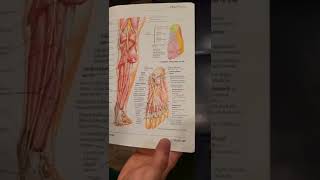 Got toe pain or numbness over 6 months Maybe your digital plantar nerve is entrapped by adhesion [upl. by Barnabe]