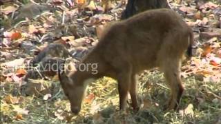 Malsi Deer Park Mussoorie Dehradun Uttarakhand [upl. by Otho]