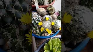 Mammillaria baumii cactoscactussuculentas [upl. by Kermie]