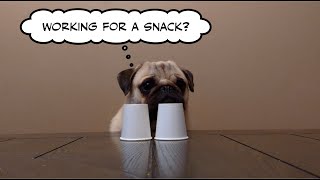 Teaching a Pug the Cup Game Trick  JJ [upl. by Ahtenak]