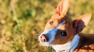 【バセンジー】愛犬ララお迎えから生後９ヶ月までの成長記Basenji [upl. by Julianne]