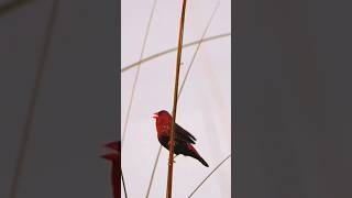 Red Munia Bird Sound natureworlds shortsvideo [upl. by Aufmann]