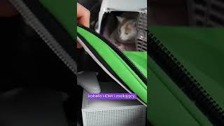 Xbox Series S jest malutki tiny xss xboxseriess [upl. by Eehc]