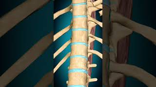 Spinalis thoracis muscle action Vertebral column Extension muscle anatomy [upl. by Mcnutt134]