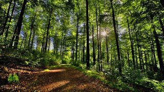 🌳 4K  Relaxing Nature Sounds For Stress Relief Forest Sounds Bird Song [upl. by Rudman730]