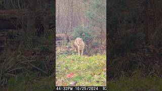 Hungry Coyote nationalforest wildlife [upl. by Yerkovich]