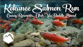 Kokanee Salmon Run Causey Reservoir Utah  Via Paddle Board [upl. by Yunick490]