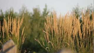 Canon 50mm 14 lens with Canon Rebel T2i video test 1080p HD [upl. by Suzan]