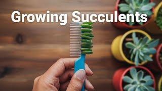 How to Grow Succulent Cuttings in Water [upl. by Armmat]