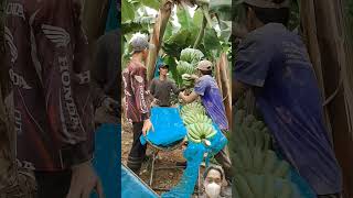 banana farm satisfying banana fruit farming panenbuah automobil farming pisang [upl. by Newmann362]