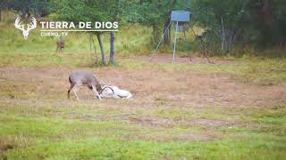 Ram and BIG Buck Fight at Tierra De Dios Ranch [upl. by Beatrisa]