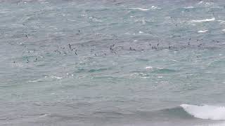 Wedgetailed Shearwaters off Fort Drive Newcastle NSW [upl. by Reinal]