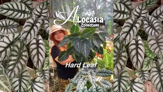 Alocasia Hard leaf Collections [upl. by Nahtnoj317]