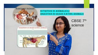 NutritionInAnimalsGrassEatingAnimalsRuminantsCudCBSE7thScience [upl. by Husein]