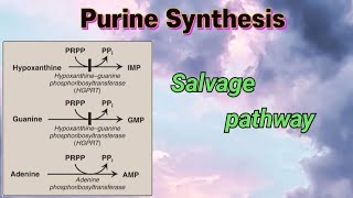 Purine Synthesis  Salvage pathway  purines nucleotides [upl. by Ximena839]