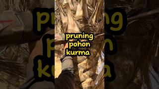 pruning pohon kurma emang bisa shorts tahukahkamu viralshort [upl. by Eseerehc]