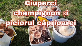 Explozie de ciuperci champignon și piciorul căprioarei găsite după ploaie [upl. by Llehctim]