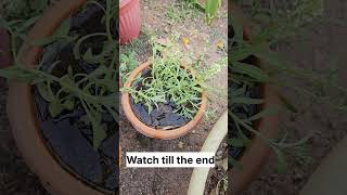 Plant growth home garden agricultural viralvideo farming kheti village homegarden plants [upl. by Olethea511]