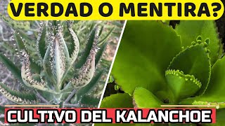 KALANCHOE  La PLANTA Que CURA EL CANCER BENEFICIOS De Cultivarla En Casa [upl. by Minier]