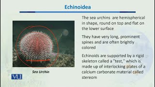 Echinoidea  Biodiversity amp EvolutionII  BT201Topic048 [upl. by Avra]