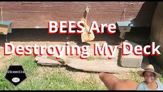 Bees Are Destroying My Deck  catshobbycorner [upl. by Enetsuj]