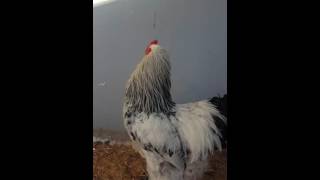 Coq qui chante brahma [upl. by Yroffej]